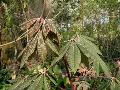 Red Buckeye